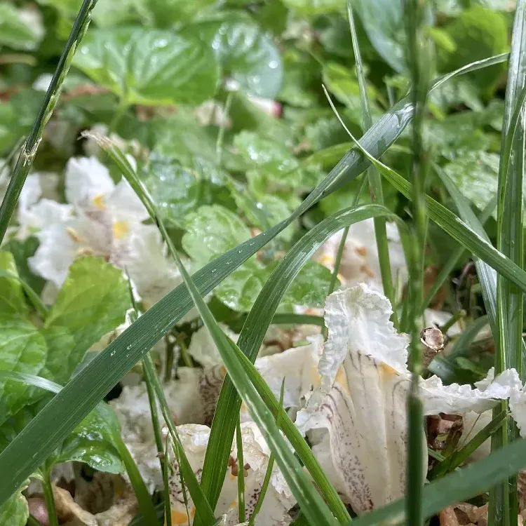 A close-up photo of white flowers, fallen from a tree, resting in blades of wet grass and clovers. The flowers are from a northern catalpa tree.